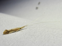 Triaenodes marginatus