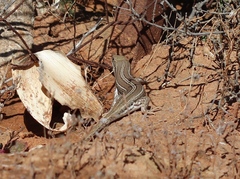 Trachylepis occidentalis