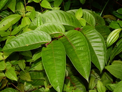 Vismia sessilifolia