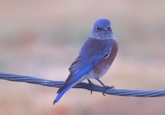 Sialia mexicana