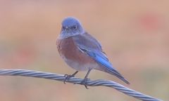 Sialia mexicana