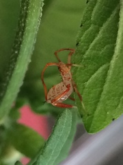 Acanthocephala femorata