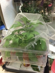 Acanthocephala femorata