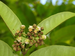 Vismia sessilifolia