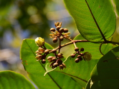 Vismia sessilifolia