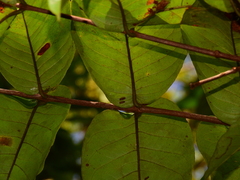 Vismia sessilifolia