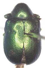 Platycorynus aemulus