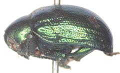 Platycorynus aemulus