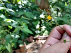 Trigonospermum adenostemmoides