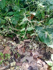 Trigonospermum adenostemmoides