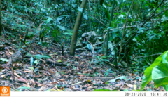 Leptotila plumbeiceps