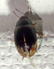 Enneboeus marmoratus