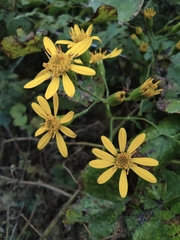 Senecio scandens