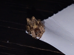 Pozonia
