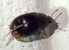 Enneboeus marmoratus