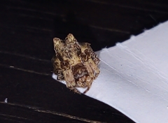 Pozonia