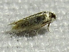 Ectoedemia