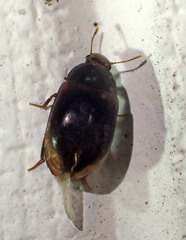 Enneboeus marmoratus
