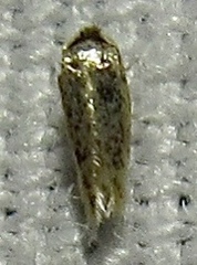 Ectoedemia