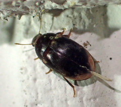 Enneboeus marmoratus