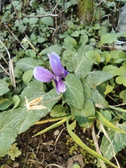 Viola inconspicua