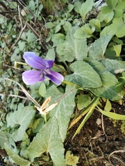 Viola inconspicua