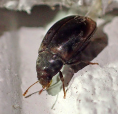 Enneboeus marmoratus