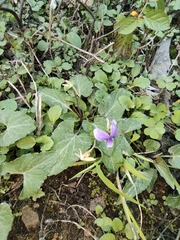 Viola inconspicua