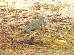 Iguana iguana