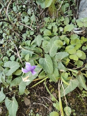 Viola inconspicua