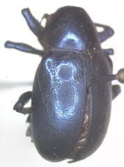 Platycorynus mouhoti