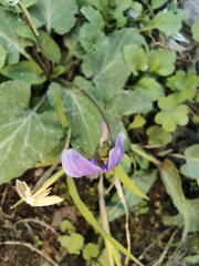 Viola inconspicua