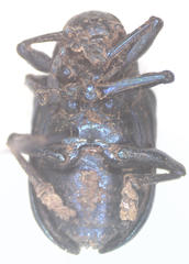 Platycorynus mouhoti