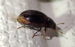 Enneboeus marmoratus