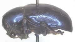 Platycorynus mouhoti