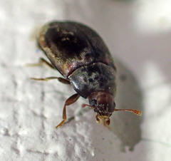 Enneboeus marmoratus