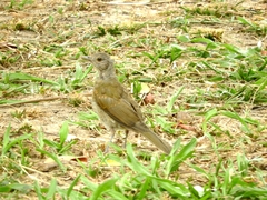 Turdus leucomelas