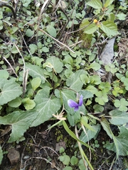 Viola inconspicua