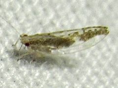 Leuronota maculata