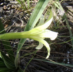 Barbacenia lymansmithii