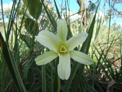 Barbacenia lymansmithii