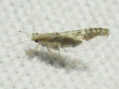 Leuronota maculata
