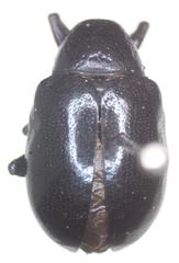 Platycorynus