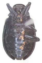 Platycorynus