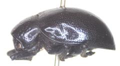 Platycorynus