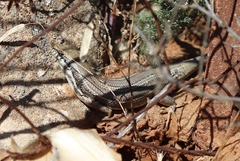 Trachylepis occidentalis