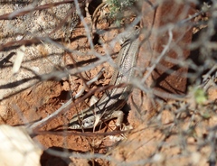 Trachylepis occidentalis