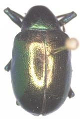 Platycorynus