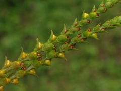Selaginella helvetica