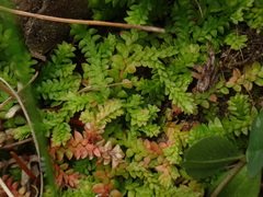 Selaginella helvetica